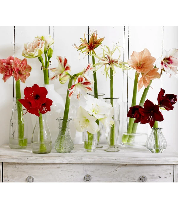 Amaryllis - Hippeastrum-Hybride 7 Amaryllis - Hippeastrum-Hybride – Bild 5