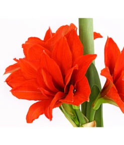 Gefüllte Amaryllis - Hippeastrum, Verschiedene Farben -Gartenbedarf Verkäufe 2024 8201600 we DE 010 AmaryllisHippeastrumMultifloraRittersternT17DehnerExpressHerzig