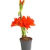 Gefüllte Amaryllis - Hippeastrum, Verschiedene Farben -Gartenbedarf Verkäufe 2024 8201600 we FS 010 AmaryllisHippeastrumMultifloraRittersternT17DehnerExpressHerzig