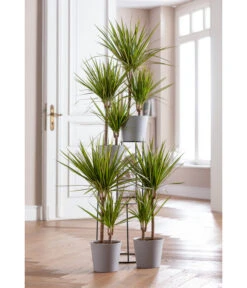Drachenbaum - Dracaena Marginata 'Sunray' -Gartenbedarf Verkäufe 2024 8204554 WE MO 001 DrachenbaumSunrayDracaenaMarginataT17