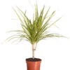 Drachenbaum - Dracaena Marginata 'Sunray' -Gartenbedarf Verkäufe 2024 8204562 PR FS 001 DracaenaSunrayDrachenbaumDehnerExpressZS 1
