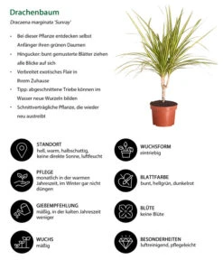 Drachenbaum - Dracaena Marginata 'Sunray' -Gartenbedarf Verkäufe 2024 8204562 WE IG 001 DracaenaSunrayDrachenbaumDehnerExpressZS 1