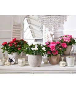 Zimmerazalee - Rhododendron Simsii -Gartenbedarf Verkäufe 2024 8205106 8205221 8205148 8205163 PR MO 001 AzaleenAzaleaT12UveSauer 1