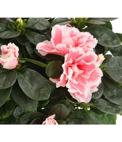 Zimmerazalee - Rhododendron Simsii, Sonderfarben -Gartenbedarf Verkäufe 2024 8205106 WE DE 001 AzaleeAzaleaSofaT12DehnerExpressHerzig