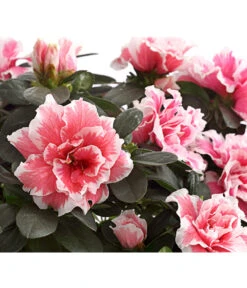 Zimmerazalee - Rhododendron Simsii, Sonderfarben -Gartenbedarf Verkäufe 2024 8205106 WE DE 001 AzaleeAzaleaSonderfarbeT12DehnerExpressHerzigOW