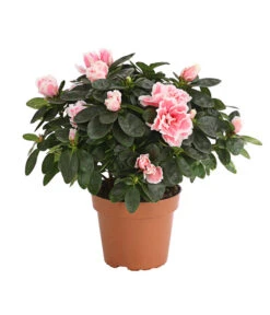 Zimmerazalee - Rhododendron Simsii, Sonderfarben -Gartenbedarf Verkäufe 2024 8205106 WE FS 001 AzaleeAzaleaSofaT12DehnerExpressHerzig