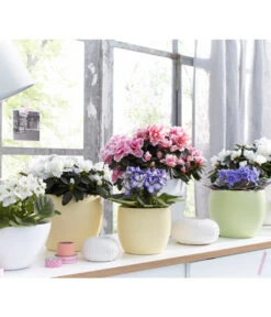 Zimmerazalee - Rhododendron Simsii, Sonderfarben -Gartenbedarf Verkäufe 2024 8205106 WE MO 001 AzaleenAzaleaSaintpauliaUsambaraveilchenOstershooting2016UveSauerDehner