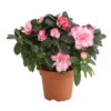 Zimmerazalee - Rhododendron Simsii, Sonderfarben 1 Zimmerazalee - Rhododendron Simsii, Sonderfarben -Gartenbedarf Verkäufe 2024 8205106 we FS 002 AzaleeAzaleaSofaT12DehnerExpressHerzig