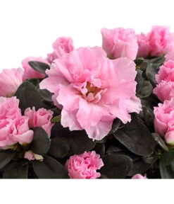 Zimmerazalee - Rhododendron Simsii -Gartenbedarf Verkäufe 2024 8205163 PR DE 002 AzaleeRosaDehnerExpressHerzig