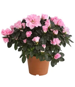 Zimmerazalee - Rhododendron Simsii -Gartenbedarf Verkäufe 2024 8205163 PR FS 002 AzaleerRosaDehnerExpressHerzig