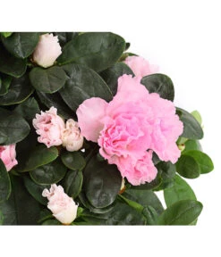 Zimmerazalee - Rhododendron Simsii -Gartenbedarf Verkäufe 2024 8205163 WE DE 001 AzaleeAzaleaRosaT12DehnerExpressHerzig