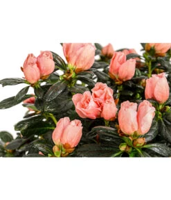 Zimmerazalee - Rhododendron Simsii 'Christine®', Rosa, Stämmchen -Gartenbedarf Verkäufe 2024 8206070 PR DE 001 RhododendronSimsiiAzaleeChristineStaemmchenT19DehnerExpressHerzig
