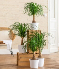 Elefantenfuß - Beaucarnea Recurvarta -Gartenbedarf Verkäufe 2024 8207946 WE MO 001 BeaucarneaRecurvataT17 CCSeitenbanner 2022 01