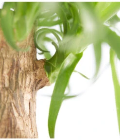 Elefantenfuß - Beaucarnea Recurvata, In Keramik -Gartenbedarf Verkäufe 2024 8207961 PR DE 001 BeaucarneaRecurvataElefantenfussDehnerExpressZS