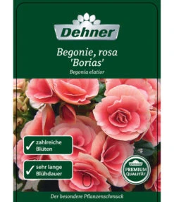 Elatior-Begonie - Begonia Elatior 'Borias®' -Gartenbedarf Verkäufe 2024 8208209 BegonieBoriasrosa Etikett 1