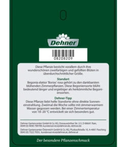 Elatior-Begonie - Begonia Elatior 'Borias®' -Gartenbedarf Verkäufe 2024 8208209 BegonieBoriasrosa Etikett 2