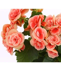 Elatior-Begonie - Begonia Elatior 'Borias®' -Gartenbedarf Verkäufe 2024 8208209 PR DE 001 BegonieBegoniaBoriasRosaT13PremiumDehnerExpressHerzig