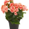 Elatior-Begonie - Begonia Elatior 'Borias®' -Gartenbedarf Verkäufe 2024 8208209 PR FS 002 BegonieBegoniaBoriasRosaT13PremiumDehnerExpressHerzig