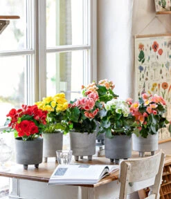 Elatior-Begonie - Begonia Elatior -Gartenbedarf Verkäufe 2024 8208357 WE MO 001 EliatorBegonie