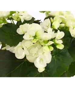 Elatior-Begonie - Begonia Elatior -Gartenbedarf Verkäufe 2024 8208399 PR DE 001 BegonieElatiorBegoniaWeissT13DehnerExpressHerzig