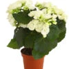 Elatior-Begonie - Begonia Elatior -Gartenbedarf Verkäufe 2024 8208399 PR FS 002 BegonieElatiorBegoniaWeissT13DehnerExpressHerzig