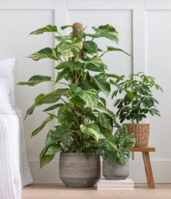 Strahlenaralie - Schefflera Arboricola 'Nora' 8 Strahlenaralie - Schefflera Arboricola 'Nora' -Gartenbedarf Verkäufe 2024 8209355 WE MO 001 StrahlenaralieNora