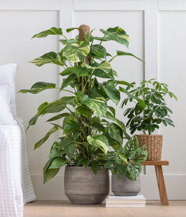 Strahlenaralie - Schefflera Arboricola 'Nora' 5 Strahlenaralie - Schefflera Arboricola 'Nora' – Bild 3