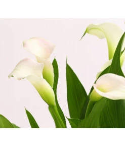 Zimmercalla - Zantedeschia Albomaculata, Verschiedene Sorten -Gartenbedarf Verkäufe 2024 8210734 WE DE 001 CallaOWDehnerExpressHerzig