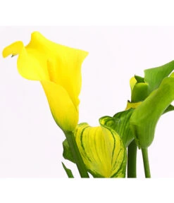 Zimmercalla - Zantedeschia Albomaculata, Verschiedene Sorten -Gartenbedarf Verkäufe 2024 8210734 WE DE 001 ZantedeschiaHybrideT12OWDehnerExpressHerzig