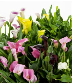 Zimmercalla - Zantedeschia Albomaculata, Verschiedene Sorten -Gartenbedarf Verkäufe 2024 8210734 WE DE 002 ZantedeschiaHybrideMixEvaWunderlich