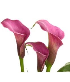 Zimmercalla - Zantedeschia Albomaculata, Verschiedene Sorten -Gartenbedarf Verkäufe 2024 8210734 WE DE 002 ZantedeschiaHybrideT12owDehnerExpressHerzig