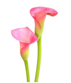 Zimmercalla - Zantedeschia Albomaculata, Verschiedene Sorten -Gartenbedarf Verkäufe 2024 8210734 WE DE 003 ZantedeschiaHybrideT12OWDehnerExpressHerzig