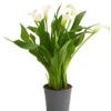 Zimmercalla - Zantedeschia Albomaculata, Verschiedene Sorten -Gartenbedarf Verkäufe 2024 8210734 WE FS 001 CallaOWDehnerExpressHerzig