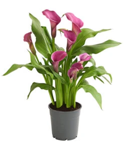 Zimmercalla - Zantedeschia Albomaculata, Verschiedene Sorten -Gartenbedarf Verkäufe 2024 8210734 WE FS 002 ZantedeschiaHybrideT12OWDehnerExpressHerzig