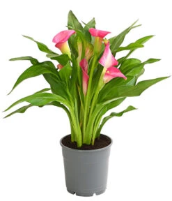 Zimmercalla - Zantedeschia Albomaculata, Verschiedene Sorten -Gartenbedarf Verkäufe 2024 8210734 WE FS 003 ZantedeschiaHybrideT12OWDehnerExpressHerzig