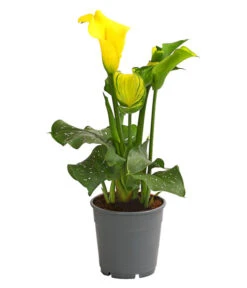 Zimmercalla - Zantedeschia Albomaculata, Verschiedene Sorten -Gartenbedarf Verkäufe 2024 8210734 WE FS 004 ZantedeschiaHybrideT12OWDehnerExpressHerzig