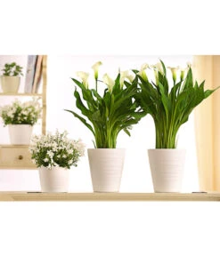 Zimmercalla - Zantedeschia Albomaculata, Verschiedene Sorten -Gartenbedarf Verkäufe 2024 8210734 WE MO 001 CallaDehnerExpressHerzig