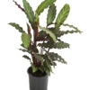 Korbmarante - Calathea Rufibarba -Gartenbedarf Verkäufe 2024 8210775 WE FS 001 CalatheaRufibarbaT12