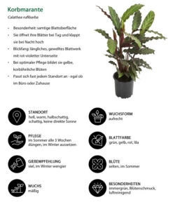 Korbmarante - Calathea Rufibarba -Gartenbedarf Verkäufe 2024 8210775 WE IG 001 CalatheaRufibarbaT12
