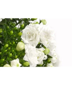 Glockenblume - Campanula Haylodgensis 'White Like Mee®' -Gartenbedarf Verkäufe 2024 8211658 PR DE 001 GlockenblumeCampanulaWhiteLikeMeeT10DehnerExpressHerzig