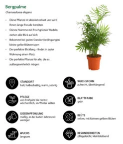 Bergpalme - Chamaedorea Elegans -Gartenbedarf Verkäufe 2024 8212326 WE IG 001 BergpalmeChamaedoreaElegansT13