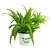 Grünlilie - Chlorophytum Comosum -Gartenbedarf Verkäufe 2024 8212748 PR FS 001 ChlorophytumComosumGruenT12DehnerExpressHerzig