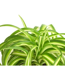 Grünlilie - Chlorophytum Comosum 'Bonnie' -Gartenbedarf Verkäufe 2024 8215303 PR DE 001 GruenlilieChlorophytumBonnieT10DehnerExpressHerzig