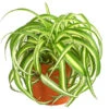 Grünlilie - Chlorophytum Comosum 'Bonnie' -Gartenbedarf Verkäufe 2024 8215303 PR FS 001 GruenlilieChlorophytumBonnieT10DehnerExpressHerzig