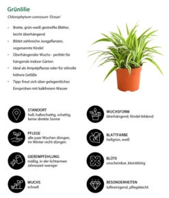 Grünlilie - Chlorophytum Comosum 'Ocean' -Gartenbedarf Verkäufe 2024 8215329 WE IG 001 GruenlilieChlorophytumOceanT10DehnerExpressHerzig
