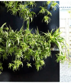 Grünlilie - Chlorophytum Comosum 'Ocean' -Gartenbedarf Verkäufe 2024 8215329 WE MO 002 ChlorophytumOceanGruenlilieFloradania