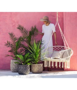 XXL Kanarische Dattelpalme, Ca. 140-160 Cm -Gartenbedarf Verkäufe 2024 8216277 WE MO 001 DracaenaIndivisiaT20