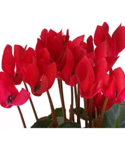 Alpenveilchen -Gartenbedarf Verkäufe 2024 8217481 WE DE 002 CyclameRot12