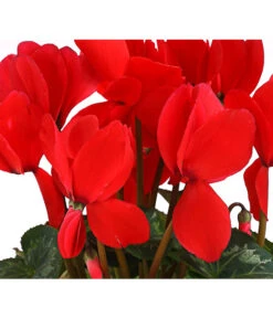 Alpenveilchen -Gartenbedarf Verkäufe 2024 8217481 WE DE 002 Cyclame Rot 12