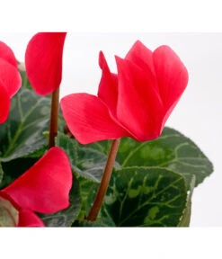 Alpenveilchen -Gartenbedarf Verkäufe 2024 8217481 WE DE 005 AlpenveilchenCyclamenRotT12OlafSzczepaniak